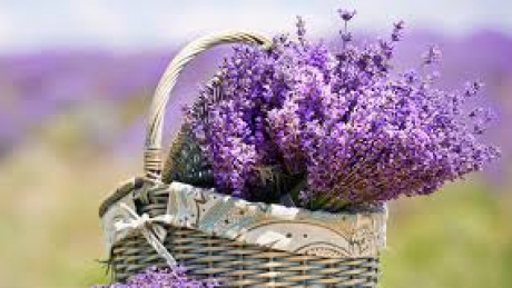 lavanda_47926400